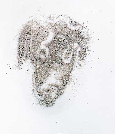 as hond