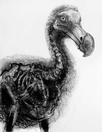 A Dodo named Mary 90x70
